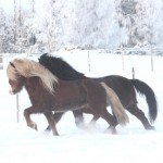 Dreki springer bredvid Prakkari i hagen