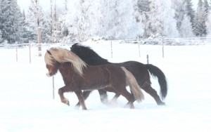 Dreki springer bredvid Prakkari i hagen