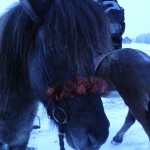 Glittersleipnir