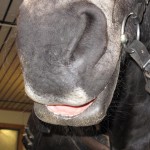 Orksmule